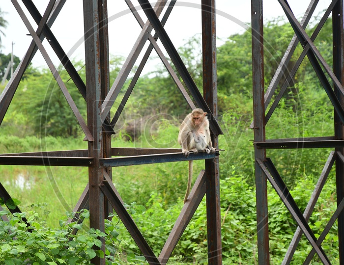 A Female Monkey on the Iron bar