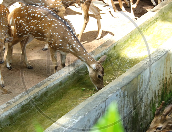 Group Of Spotted Deer At a Drinking Water Pit in a Zoo Park