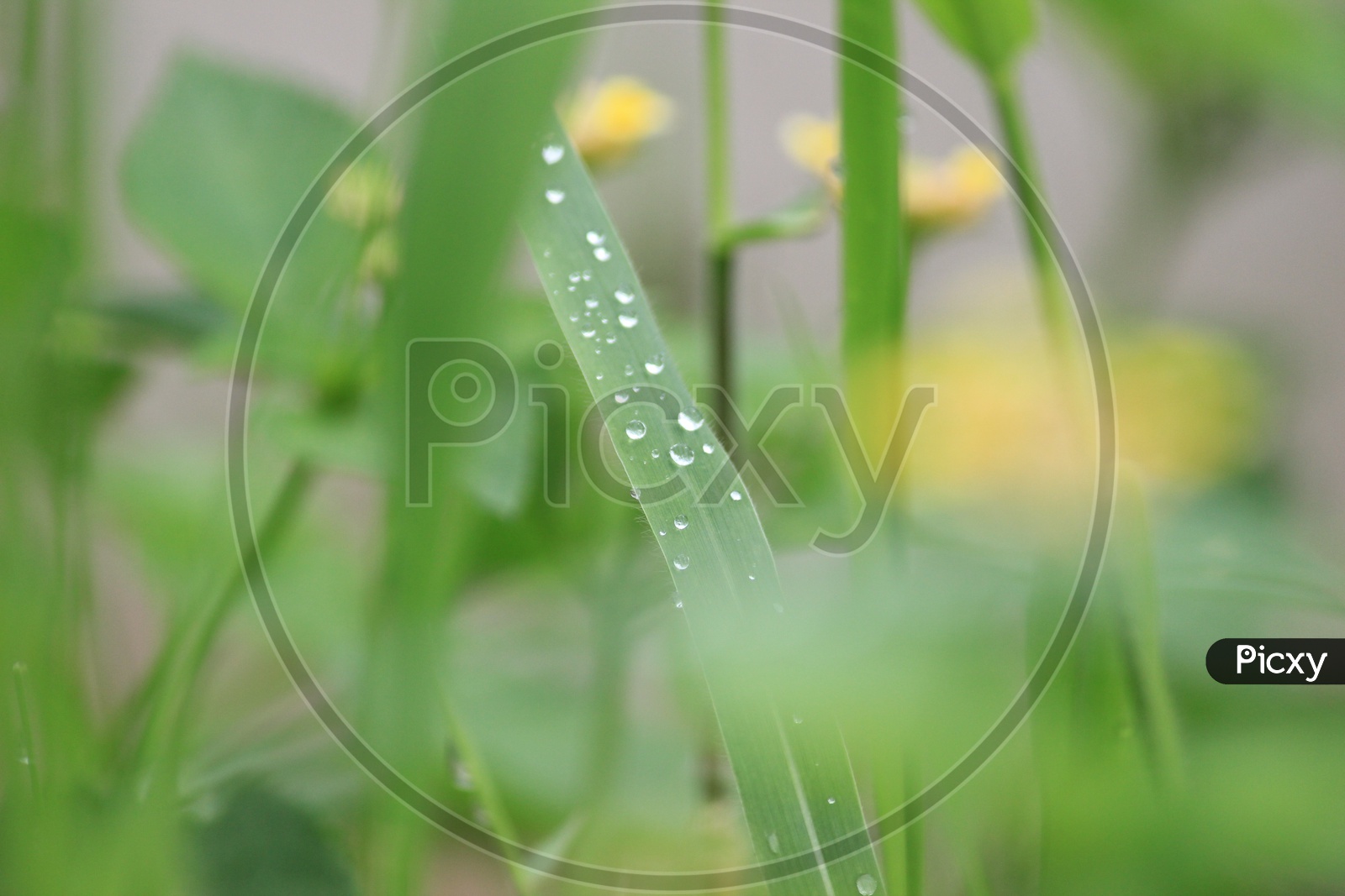 Dew Drops on the Leaf