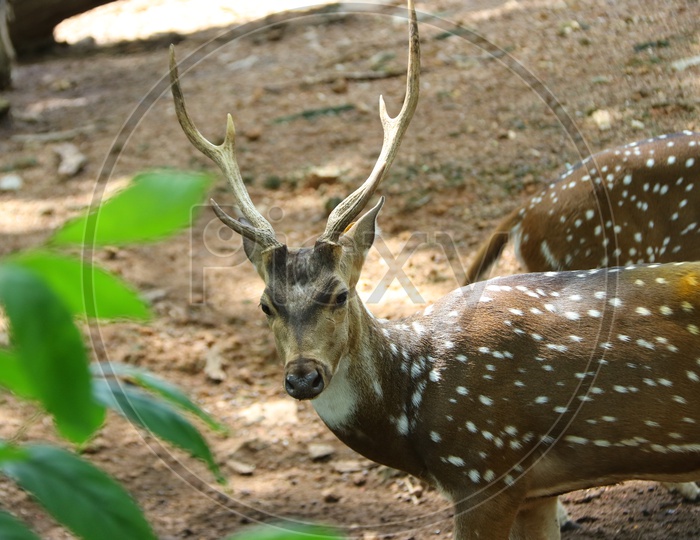 Dotted Deer In a Tropical Forest