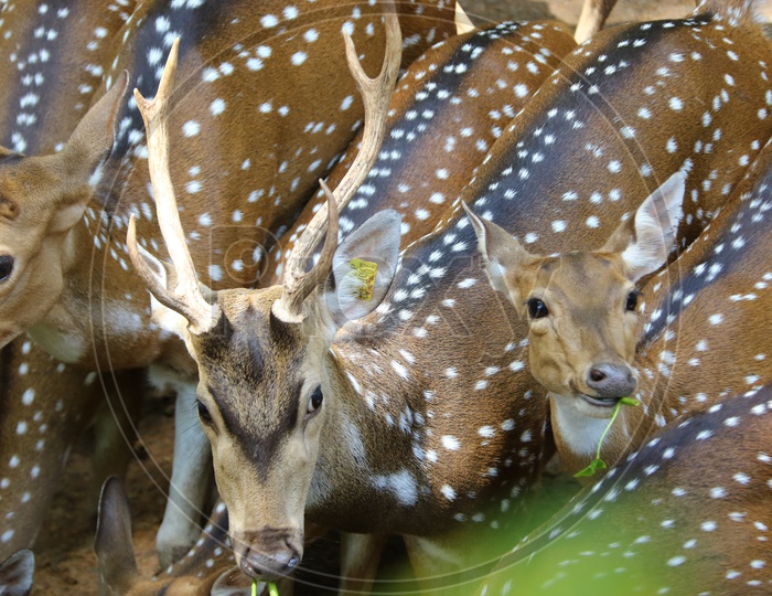 Group Of Spotted Deer in a Zoo Park
