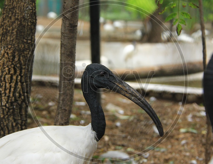 Black Headed IBIS Bird in Zoo