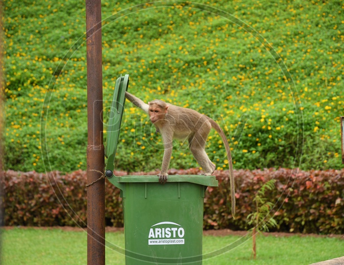 A Monkey on the dust bin