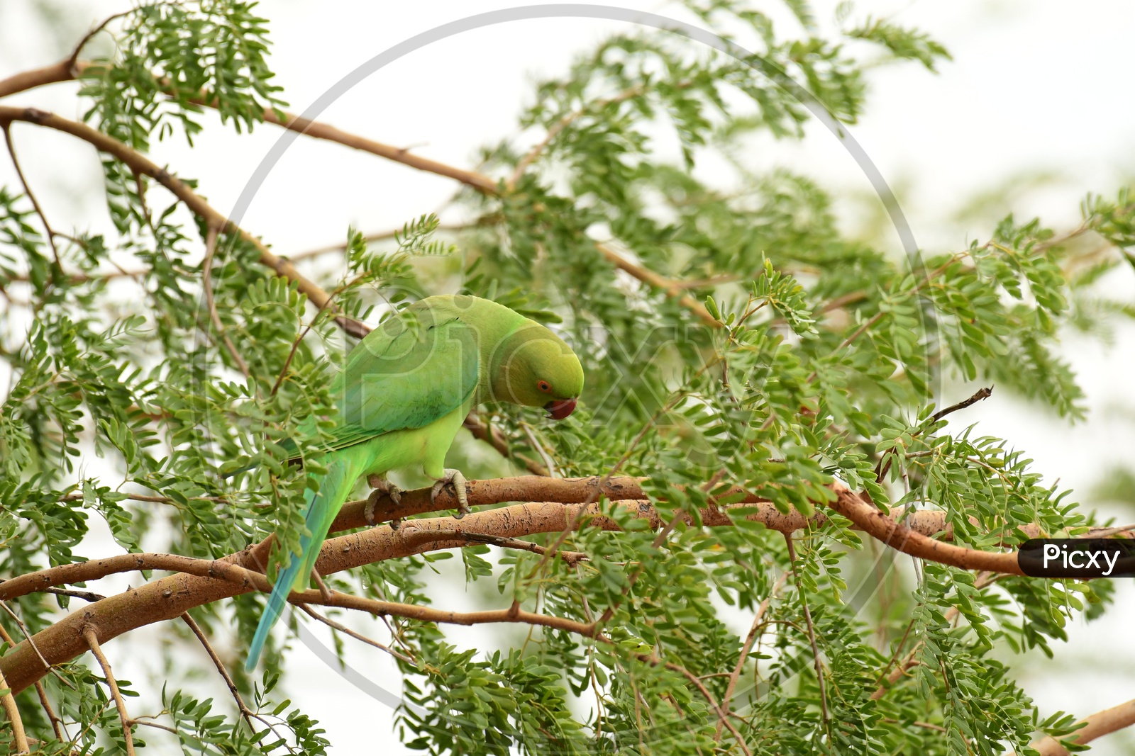 A Parrot on the tree