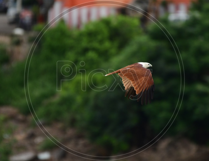 A House Wren in Flight