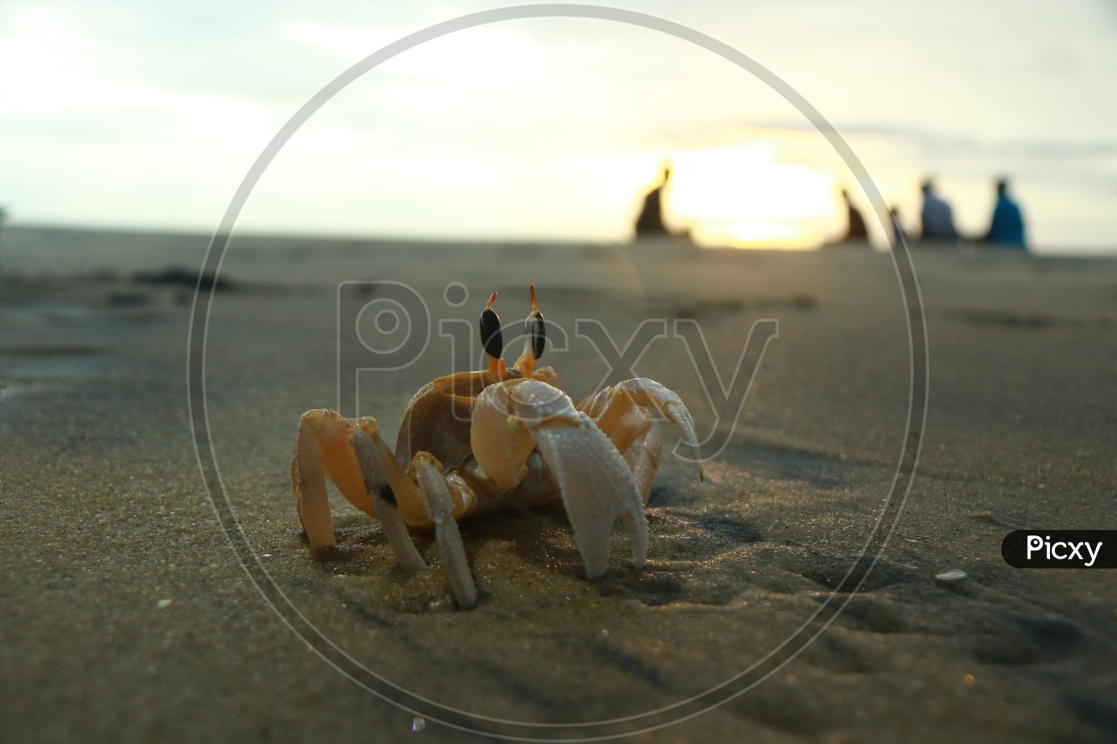 Crab In a Beach Sand