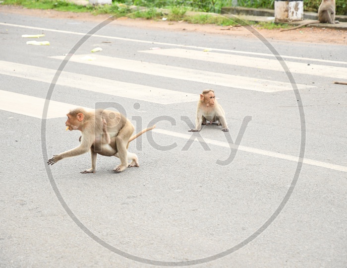 A Monkey carrying her baby on the road