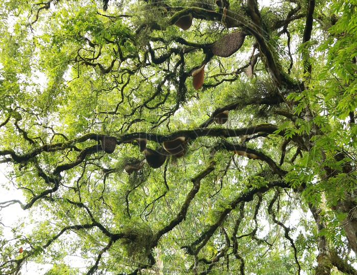 Honey Webs To a Tree in munnar