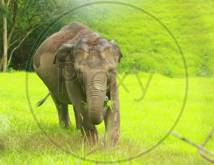 Wild Elephants In Tropical Forest Of Munnar, Kerala