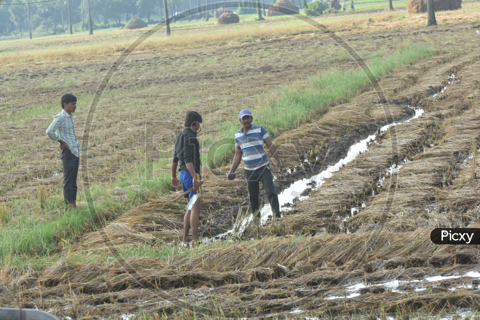 Farmers Taking Out Flood Water From Paddy Or rice Fields After Heavy Rain