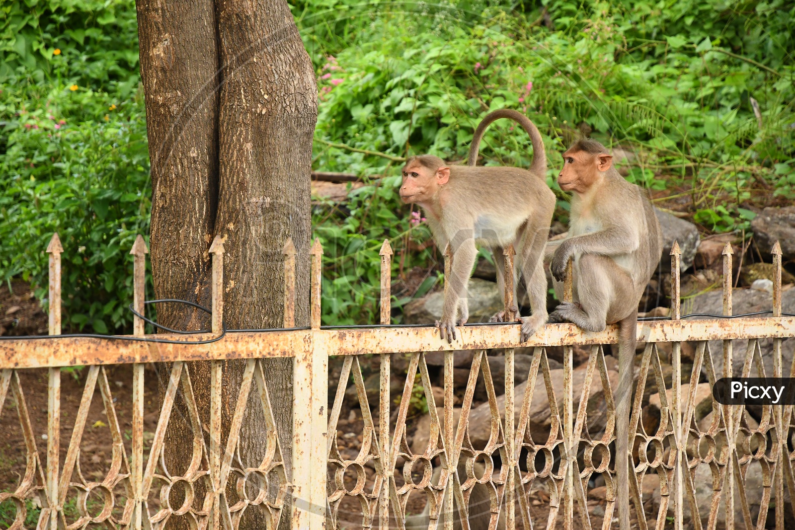 Two Monkeys sitting on the Iron Gate