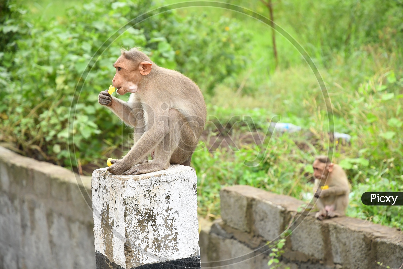 A Monkey eating gold finger snacks sitting on the block