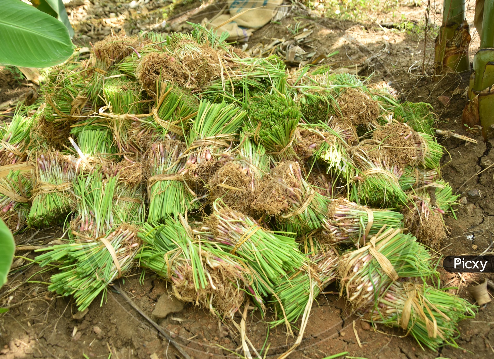 Bunch of Onion Plants in Fields at Karakatta, Undavalli