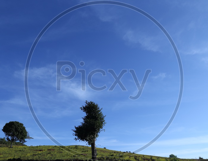 Lone Trees In Terrains With Blue Sky As Background