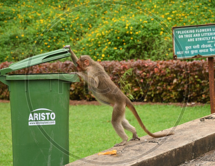 A Monkey peeping into the Trash can