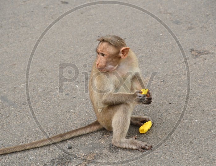 A Monkey eating Gottalu - Gold Finger Snacks