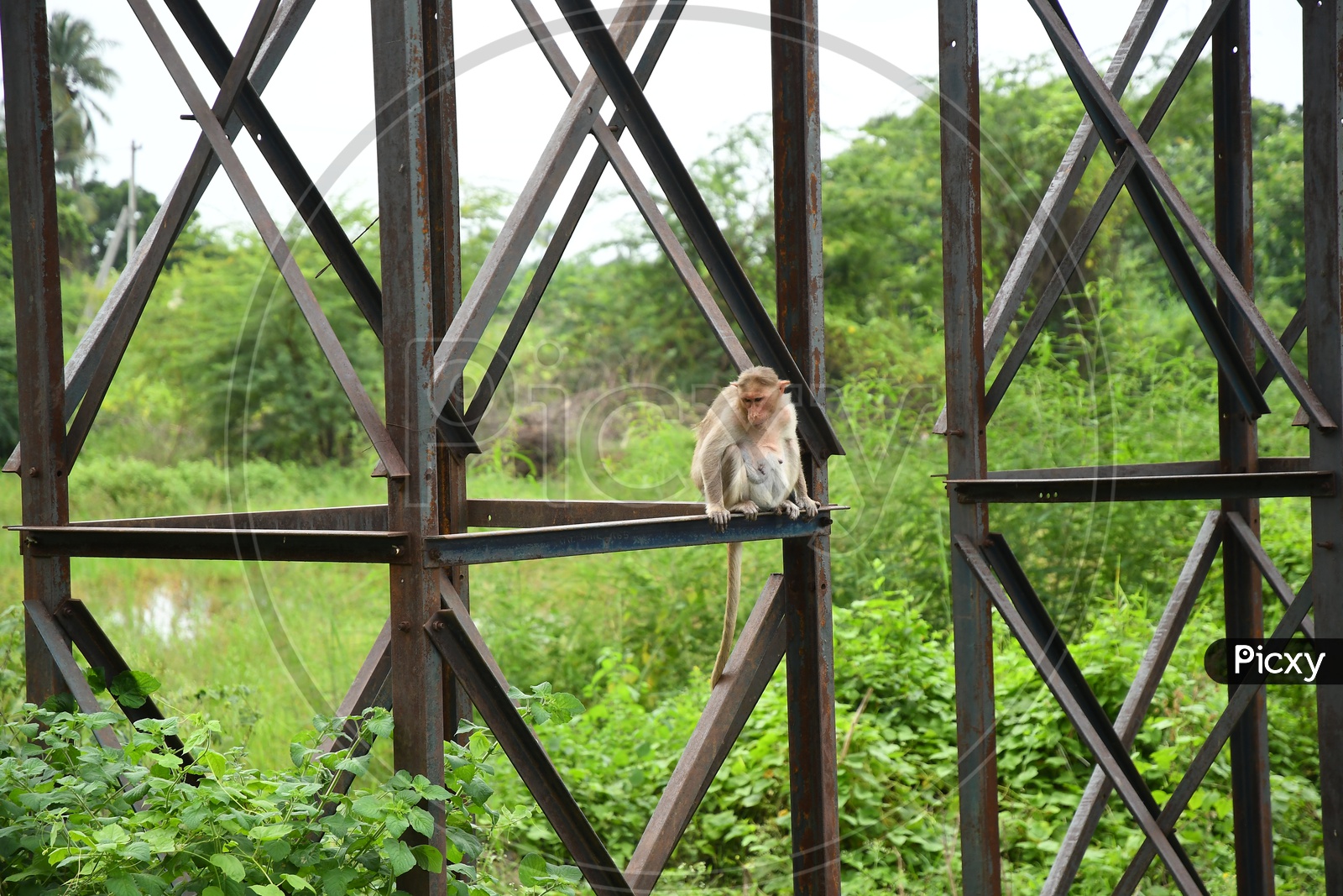 A Female Monkey on the Iron bar