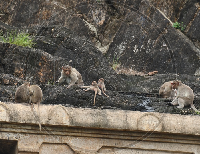 Monkeys on the temple