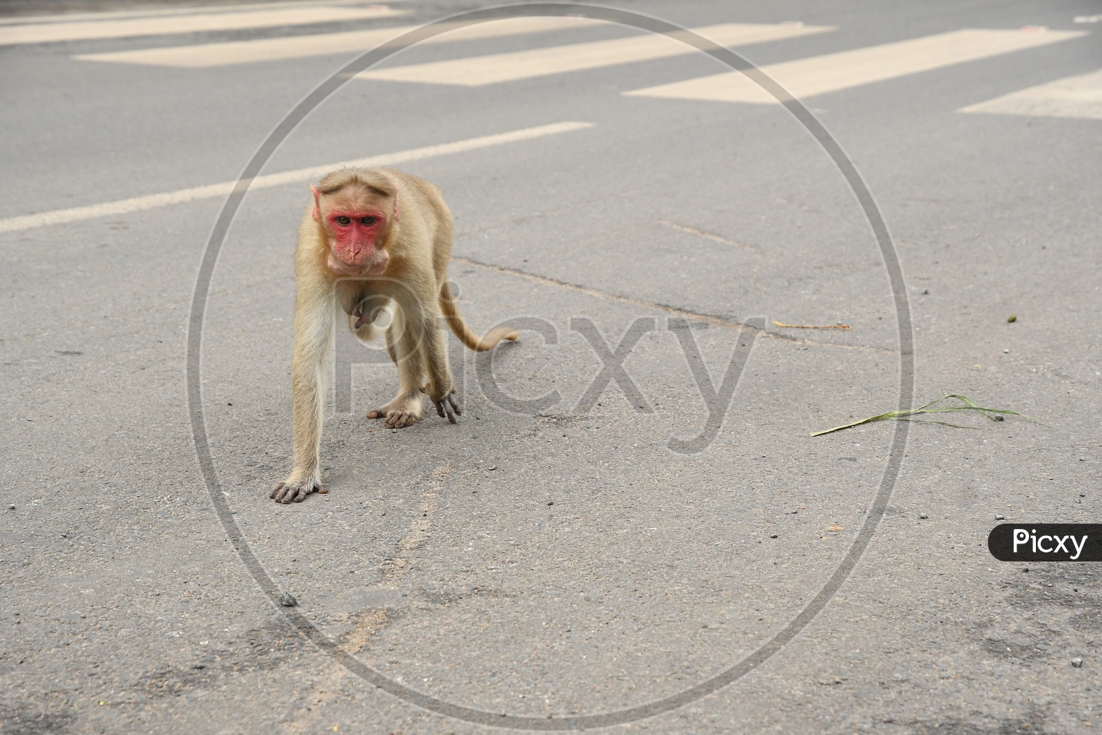 A Monkey moving on the road