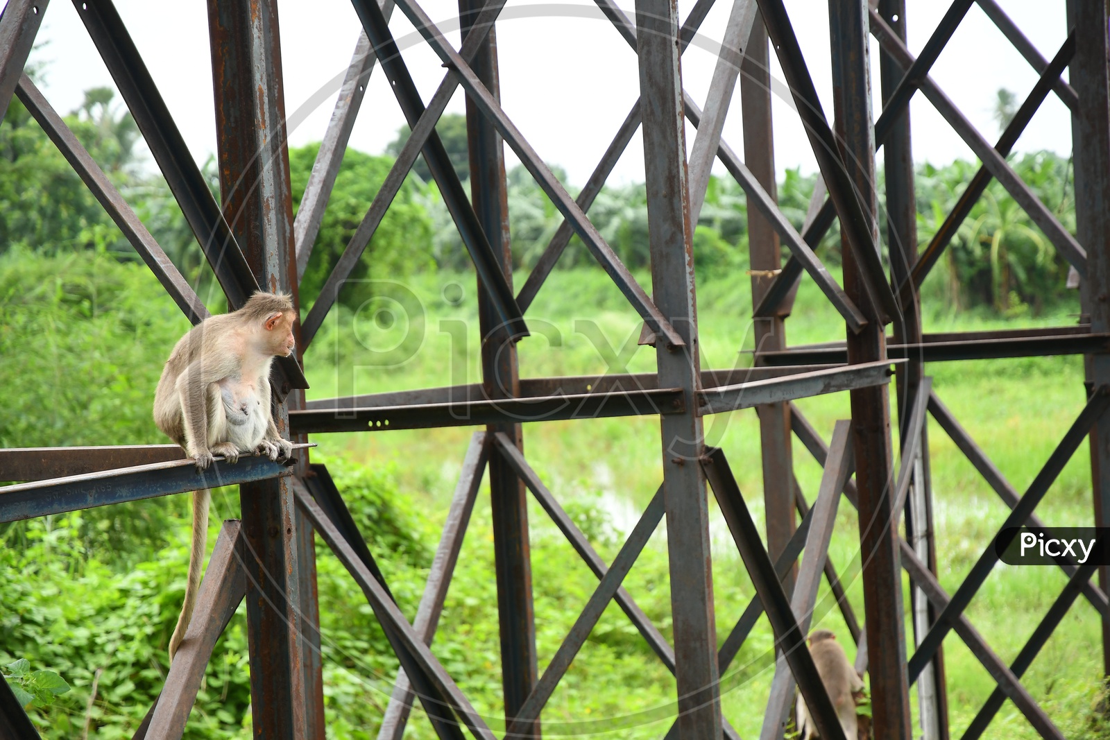 A Monkey sitting on the Iron bar
