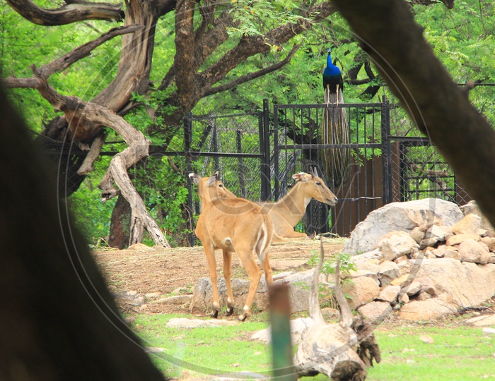 View of Deers in the Zoo