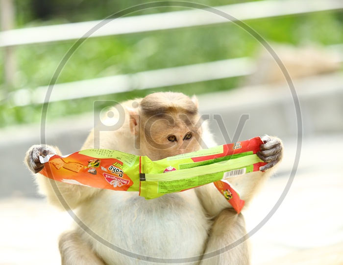 Monkey Or Macaque  in a Zoo  Eating Eateries Feed By Zoo Visitors