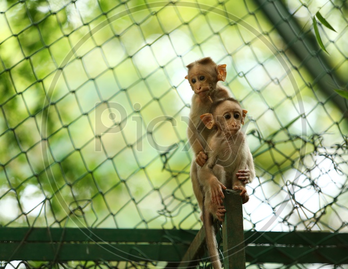 Young Indian  Monkey Or Macaque Playing In a Zoo Cage Backdrop