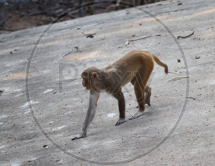 monkey on stone.Wild Macaque on a rock in a national park