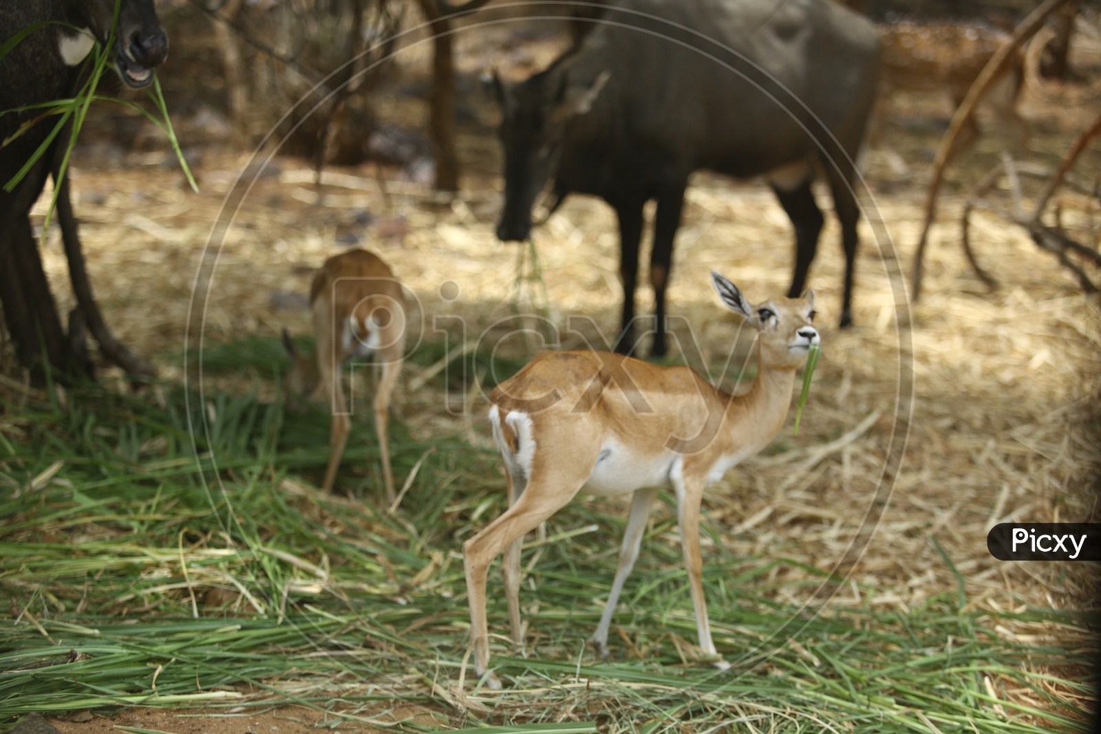 Sambar Deer Feeding In a Zoo Park