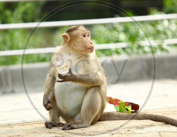 Monkey Or Macaque  in a Zoo  Eating Eateries Fed By Zoo Visitors