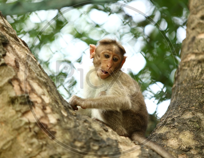 Young Indian  Monkey Or Macaque In a Zoo Cage Backdrop