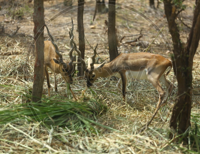 Sambar Deer Feeding In a Zoo Park