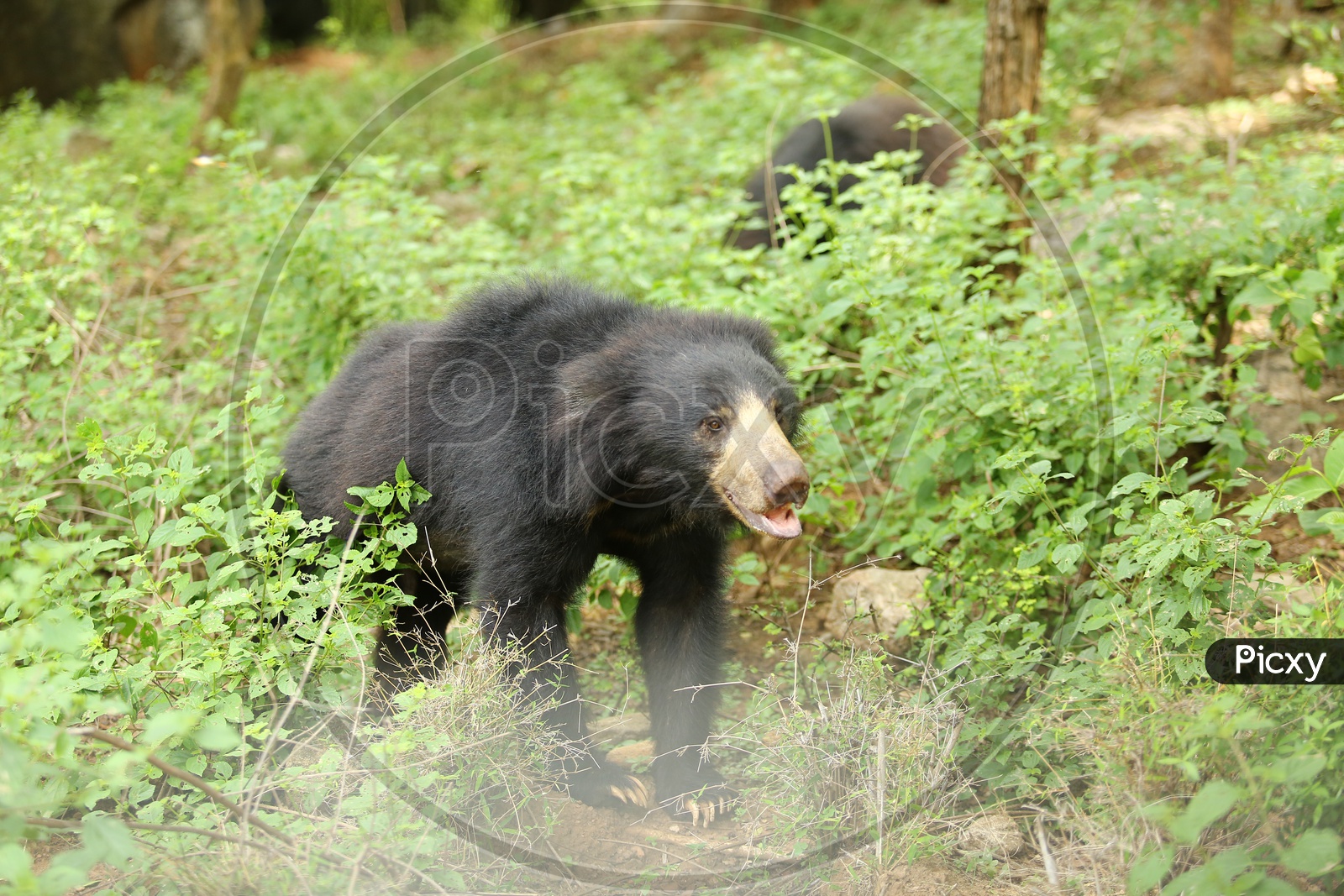 Wild Bear On National Park Roads