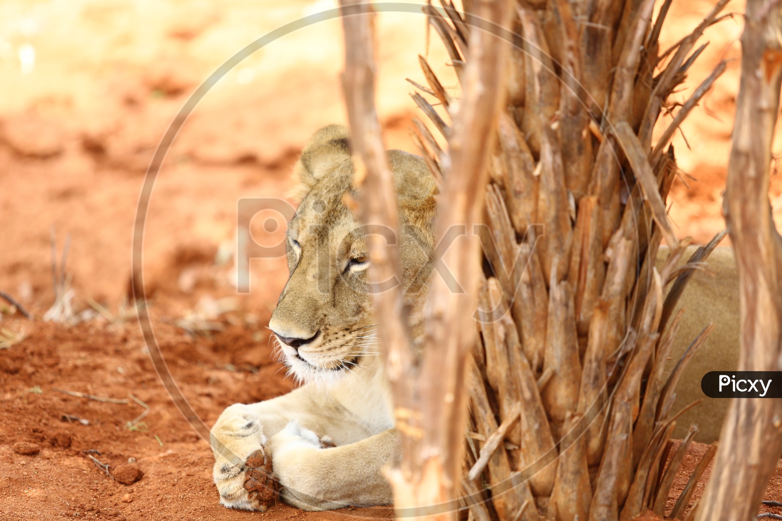 Lion Cub In a Zoo