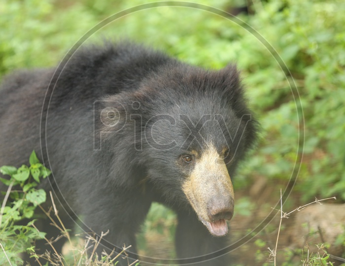 Wild Bear On National Park Roads