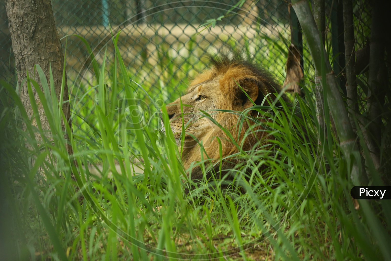 Lion or Wild Animal In a Zoo