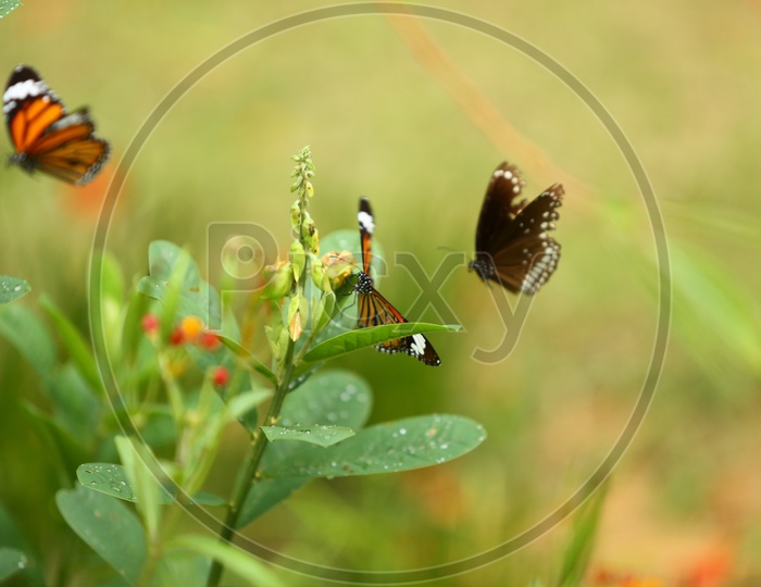 Beautiful Butterflies Sucking  Nectar From Flowers