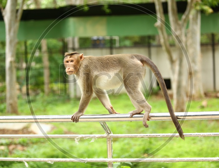 Indian Monkey Or Macaque  in a Zoo