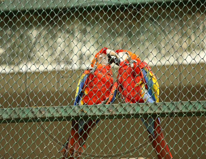 Scarlet Macaw In a Zoo Cage Background