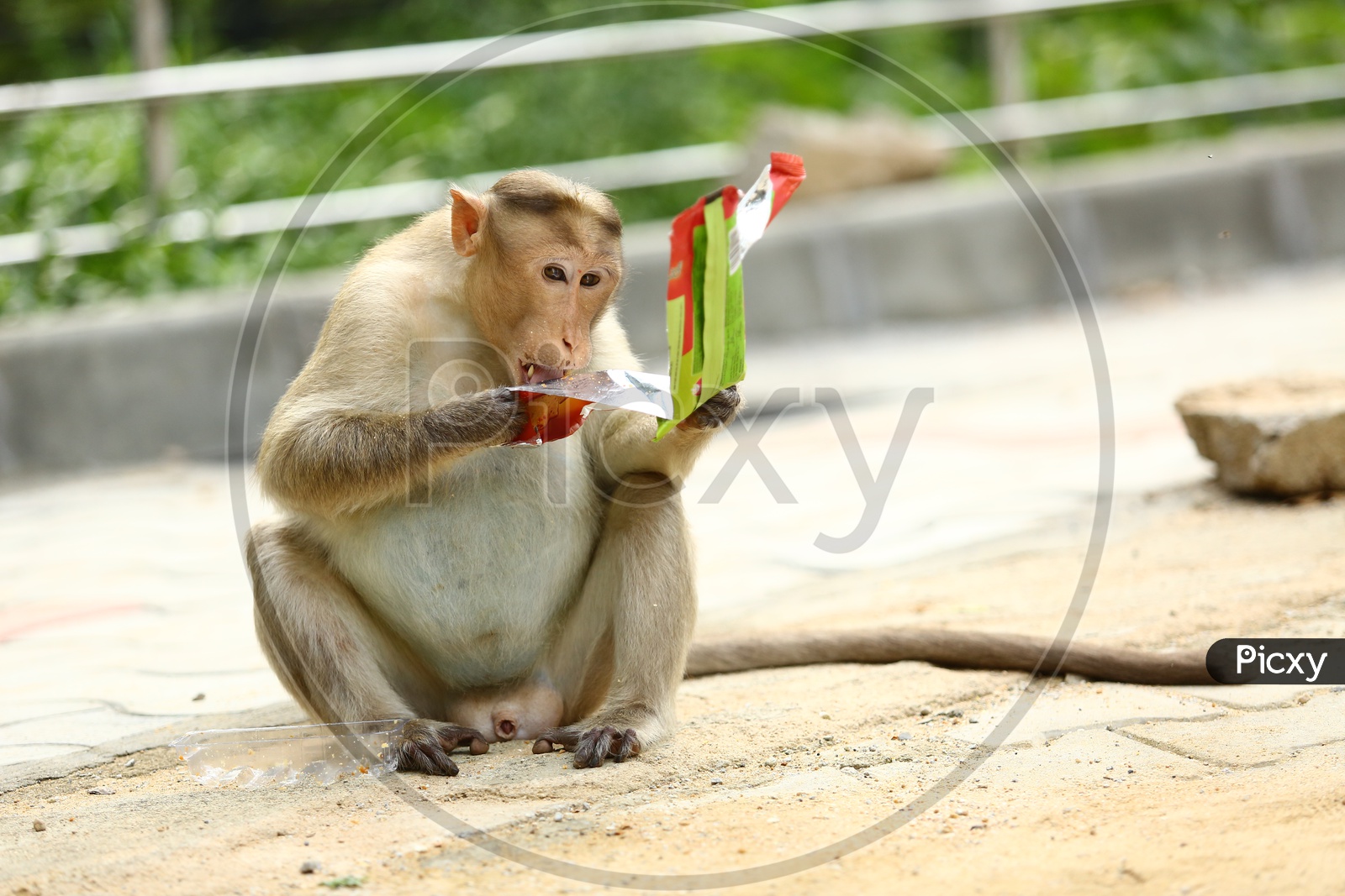 Monkey Or Macaque  in a Zoo  Eating Eateries Fed By Zoo Visitors