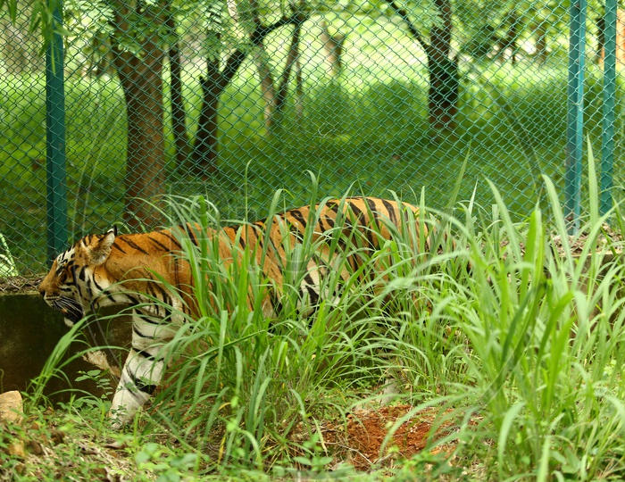 Tiger or Bengal Tiger In a Zoo Cage Backdrop