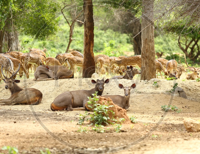 Dotted And Sambar deer in a Zoo