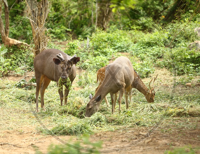 Dotted And Sambar dee Grazing  in a Zoo