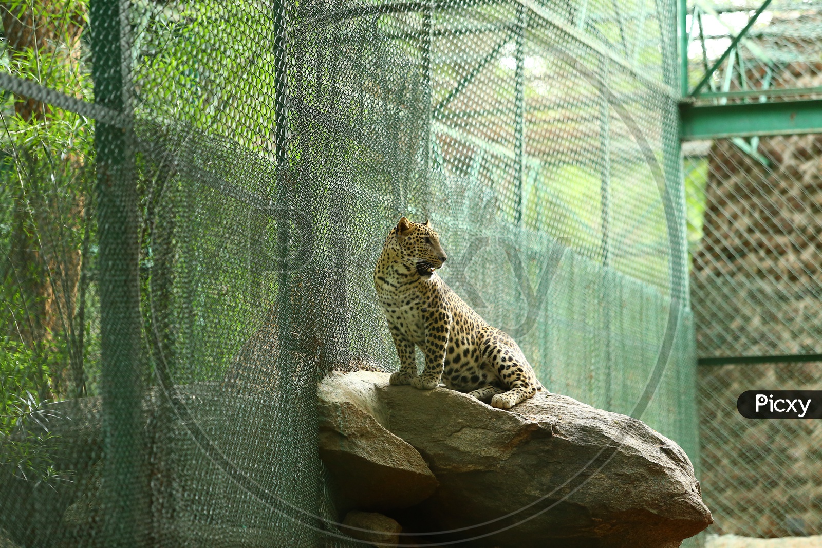 Leopard or Wild Cat in a Zoo Cage