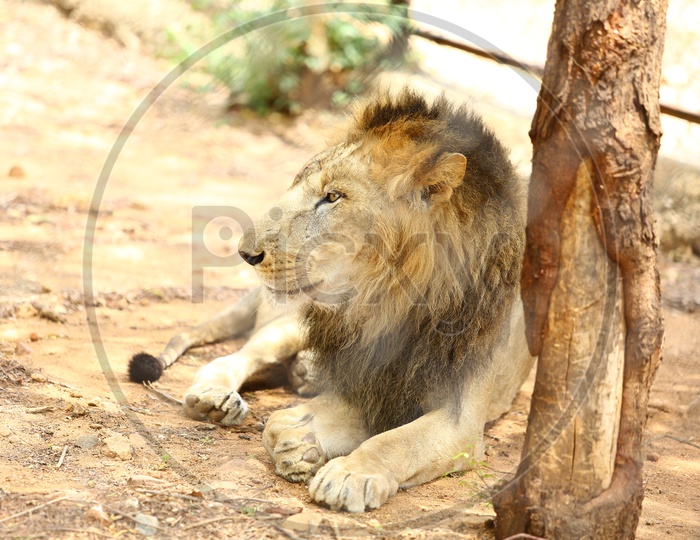 Lion Sitting In a Zoo