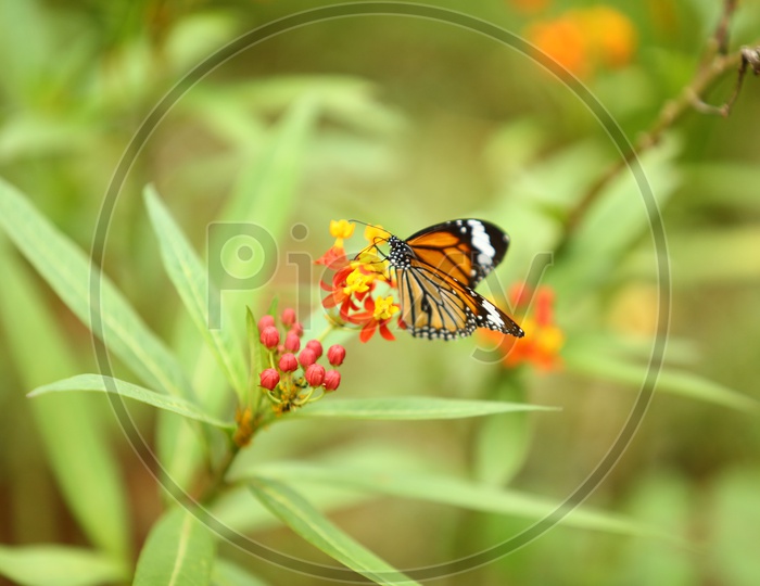 Beautiful Colourful Butterflies On Plant Flowers