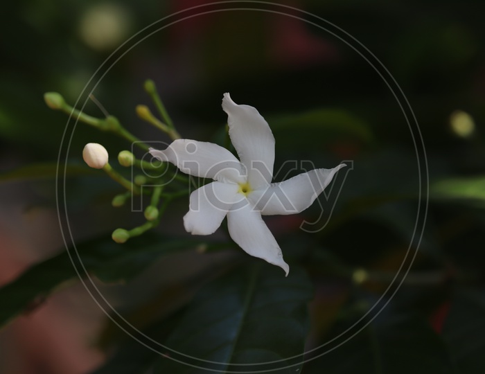 Group of white Sampaguita or Arabian Jasmine.White Flower in the garden.
