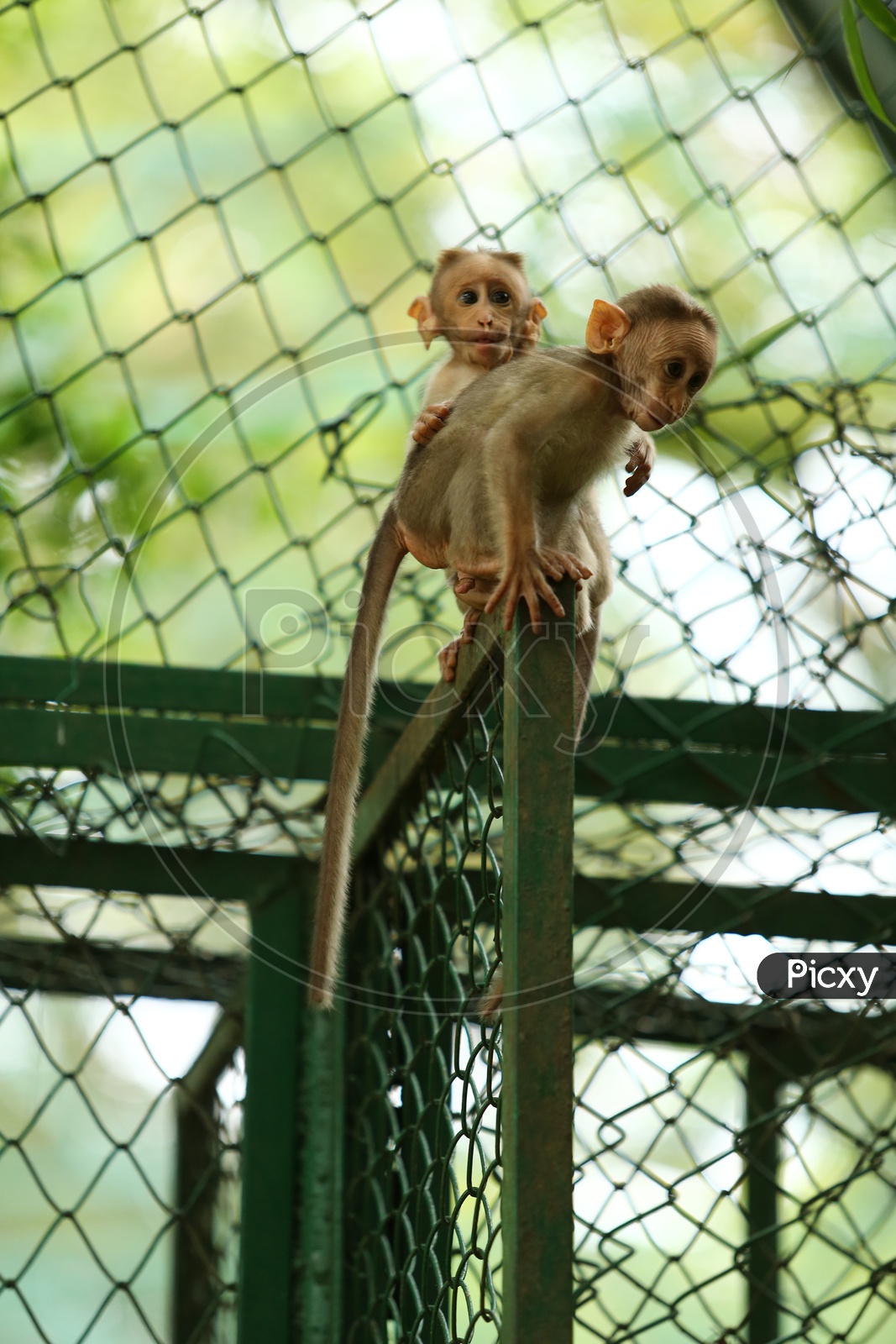 Young Indian Monkey Or Macaque In a Zoo Cage Backdrop