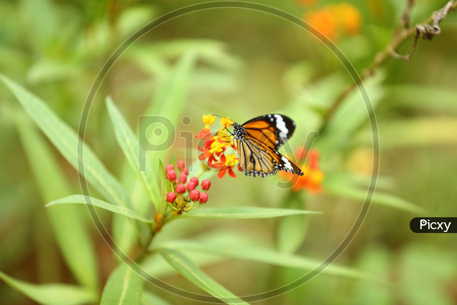 Beautiful Colourful Butterflies On Plant Flowers