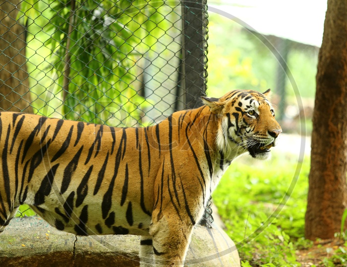 Tiger or Wild Cat In a Zoo Cage Backdrop